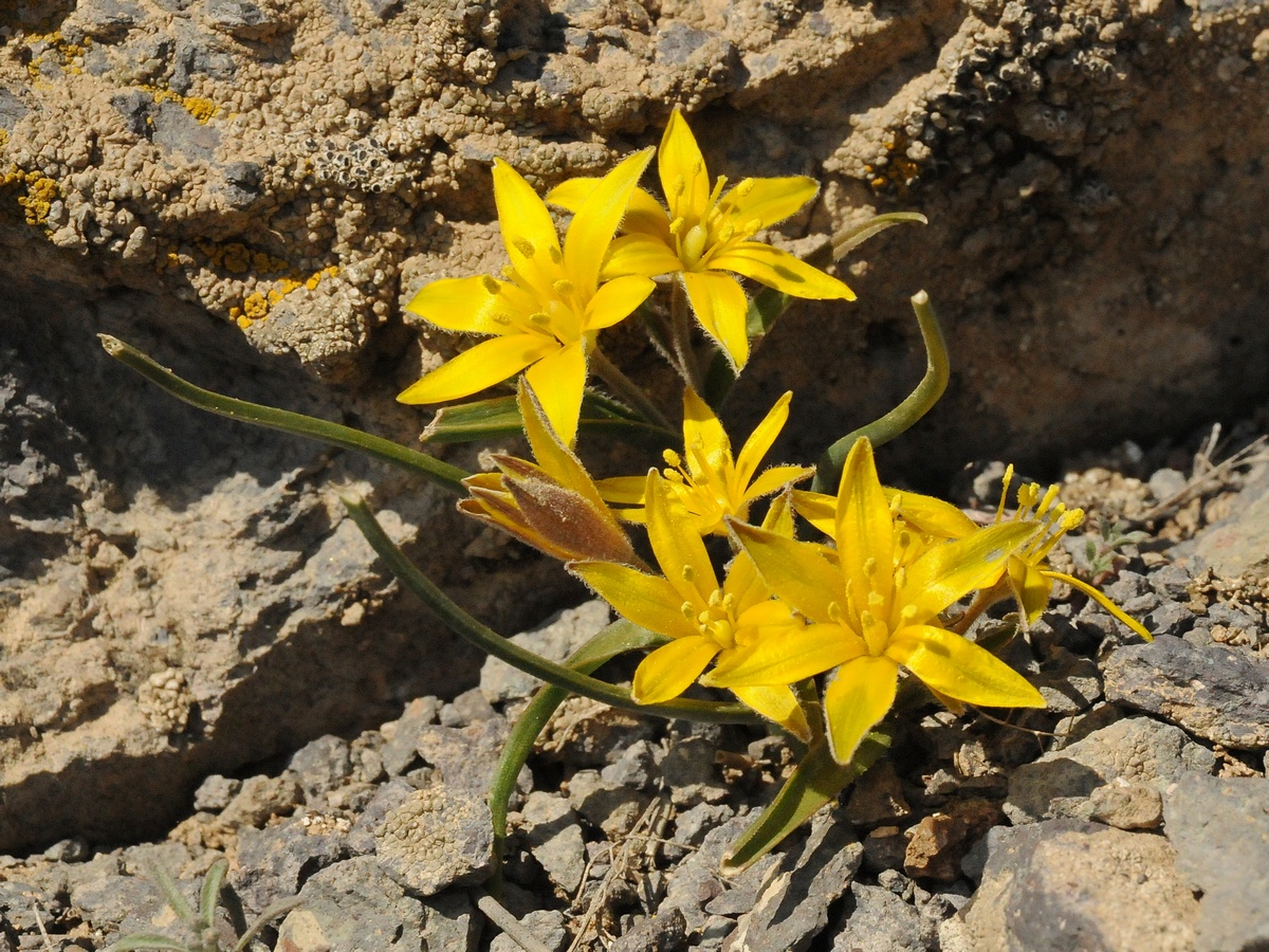 Image of Gagea setifolia specimen.