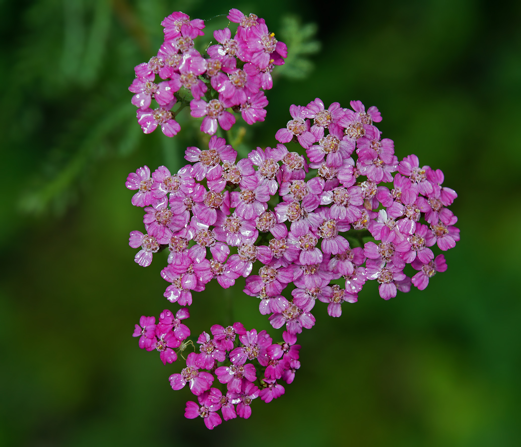 Изображение особи род Achillea.