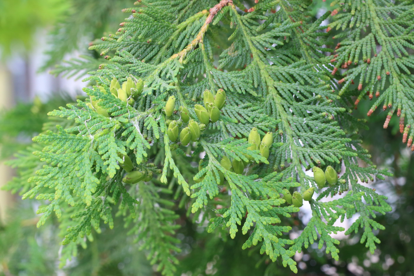 Изображение особи Thuja occidentalis.