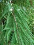 Taxodium distichum
