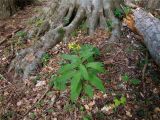 Senecio propinquus. Цветущее растение в корнях Fagus orientalis. Абхазия, хр. Авадхара, южный лесистый склон. 13.09.2014.