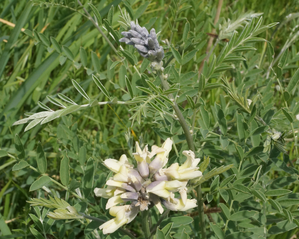 Изображение особи Pseudosophora alopecuroides.