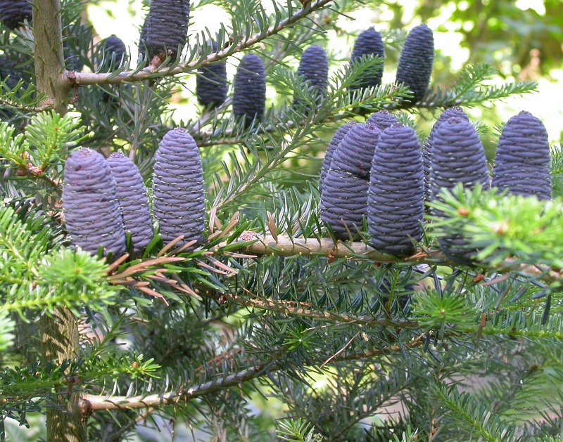 Image of Abies koreana specimen.