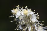 Filipendula vulgaris