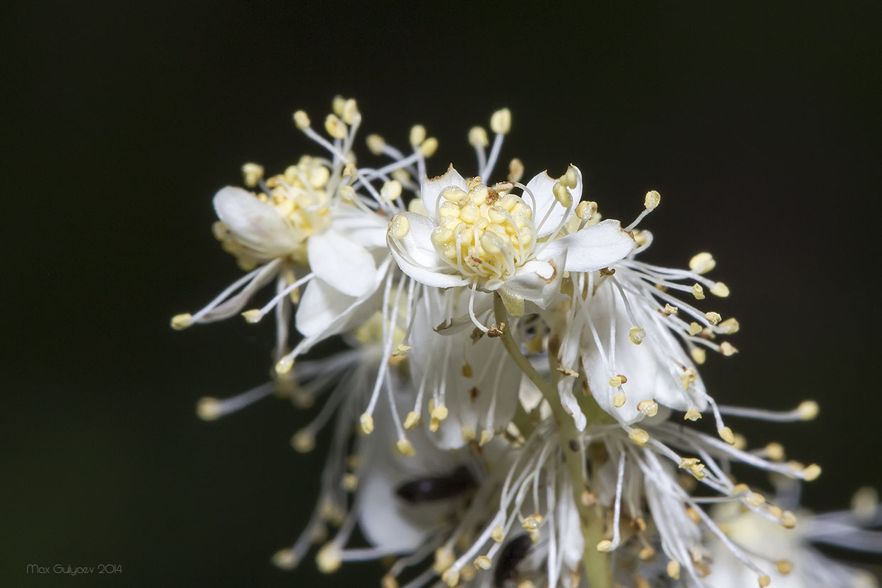 Изображение особи Filipendula vulgaris.