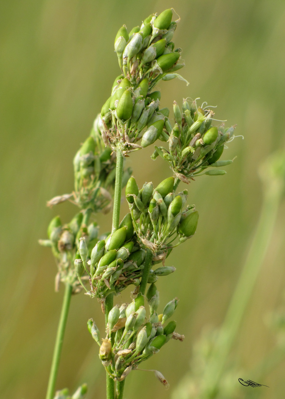 Изображение особи Silene sibirica.