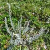 Artemisia stelleriana. Бутонизирующее растение. Курильские о-ва, Кунашир, окр. дачного пос. Третьяково, побережье Охотского моря. 19 июля 2015 г.