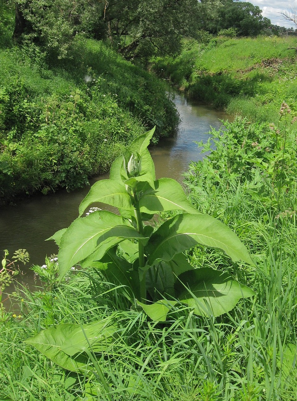 Image of Inula helenium specimen.