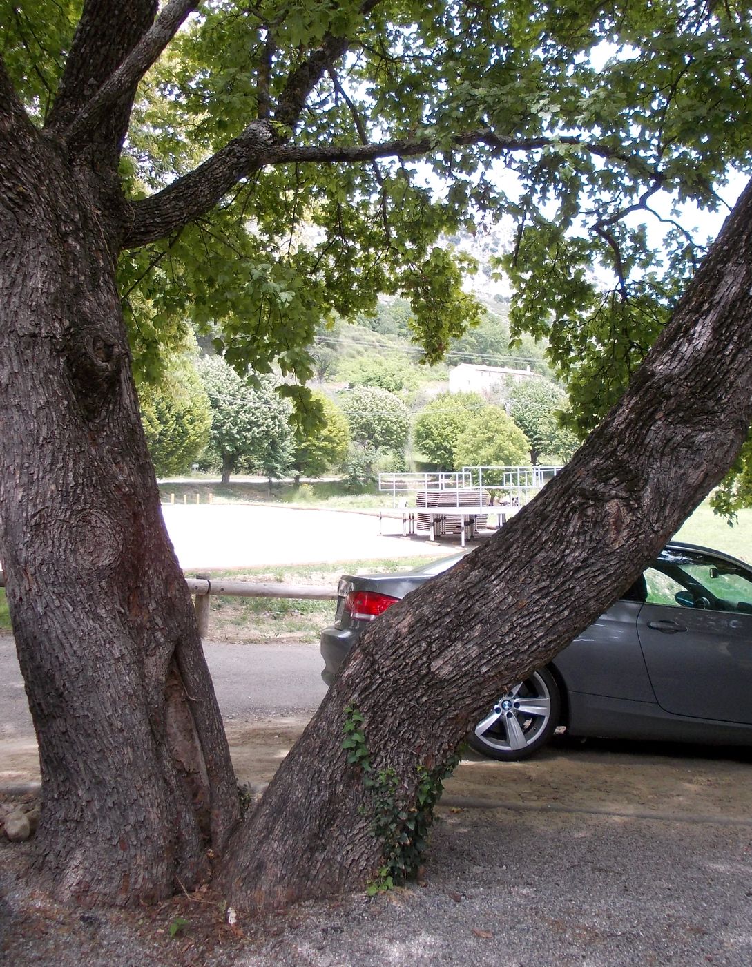 Image of Acer campestre specimen.