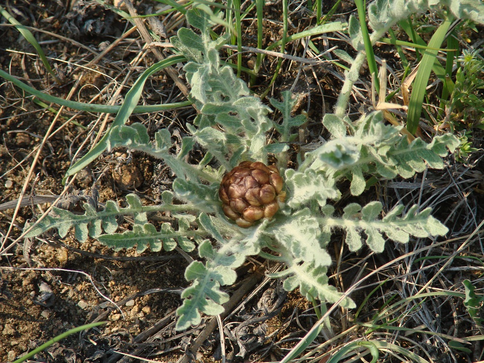 Image of Stemmacantha uniflora specimen.