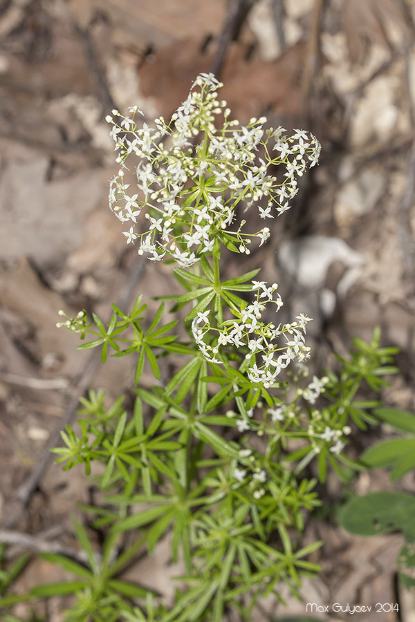 Изображение особи Galium album.