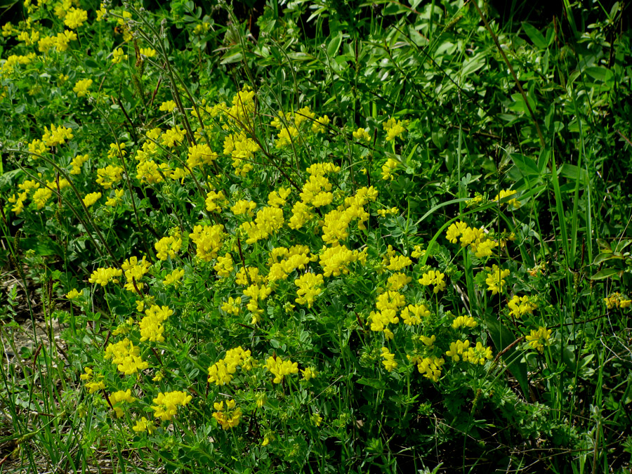 Изображение особи Coronilla coronata.