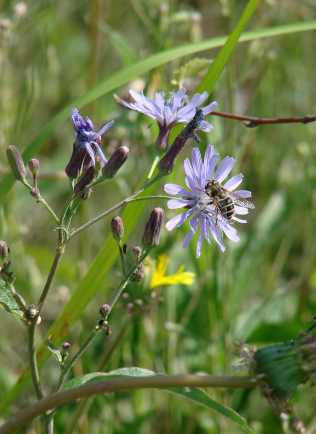 Image of Lactuca sibirica specimen.