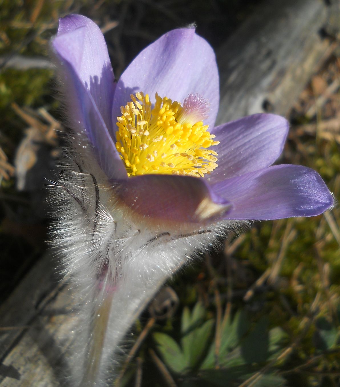 Изображение особи Pulsatilla &times; intermedia.