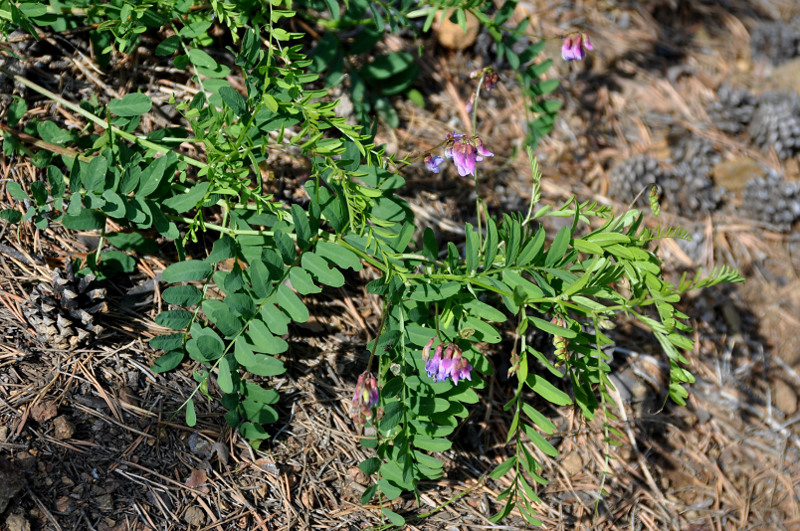 Image of Vicia nervata specimen.