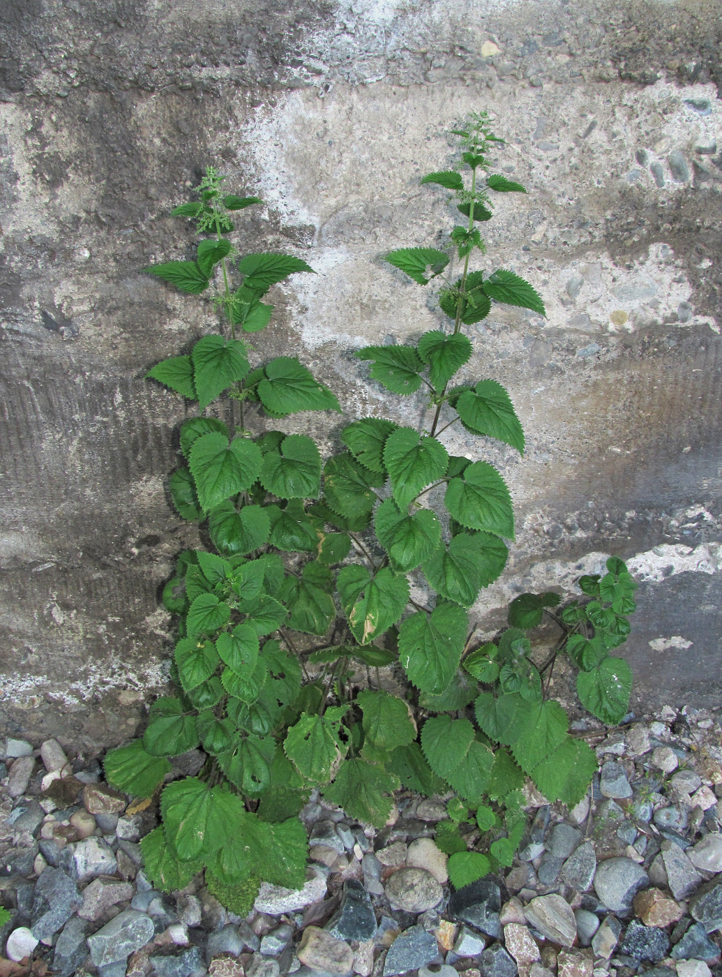 Изображение особи Urtica dioica.