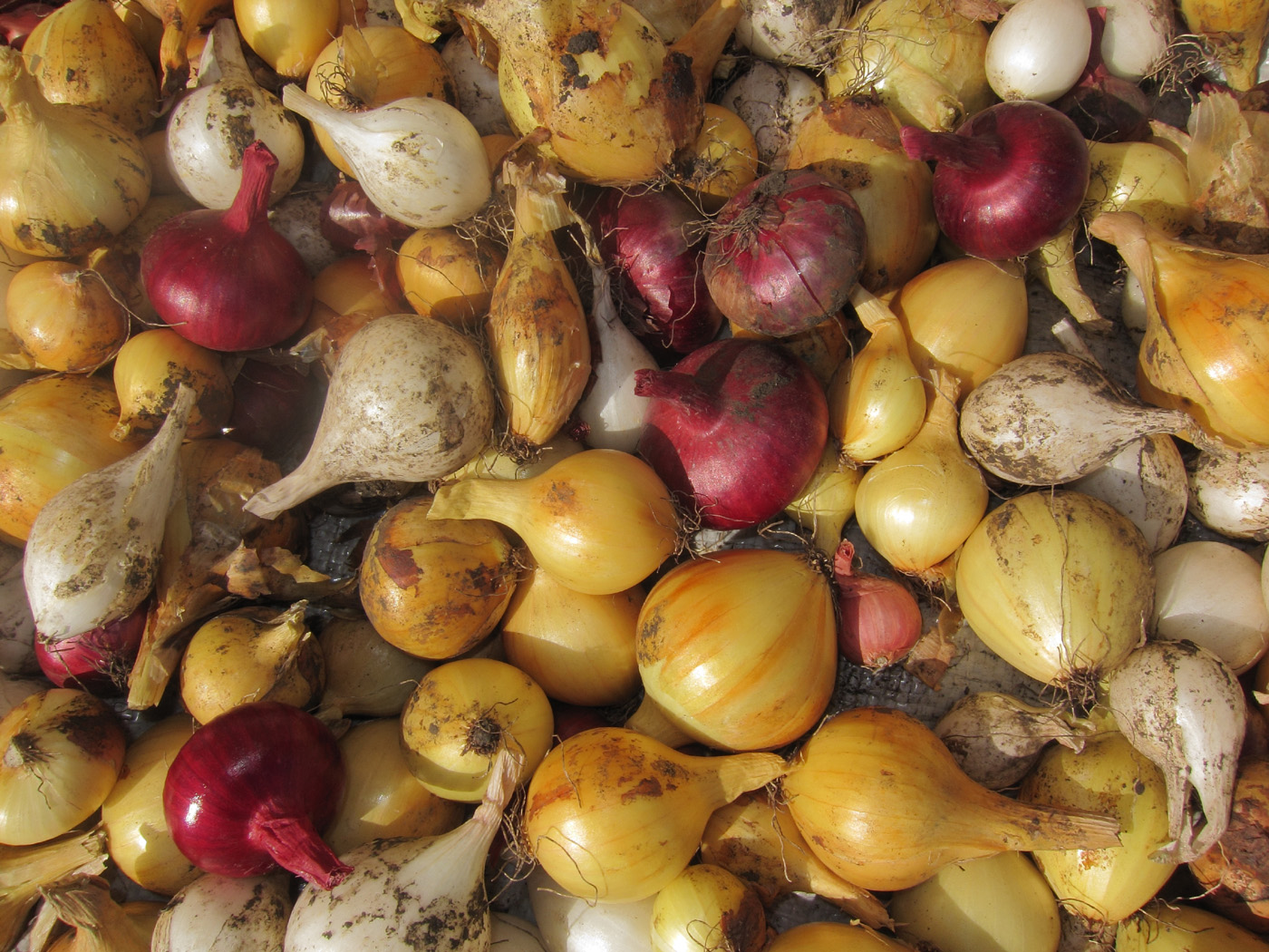 Image of Allium cepa specimen.