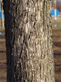 Ulmus laevis. Средняя часть ствола. Санкт-Петербург. 25.04.2009.