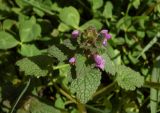 Lamium purpureum. Верхушка цветущего растения. Республика Адыгея, г. Майкоп, лужайка во дворе дома. 27.02.2016.