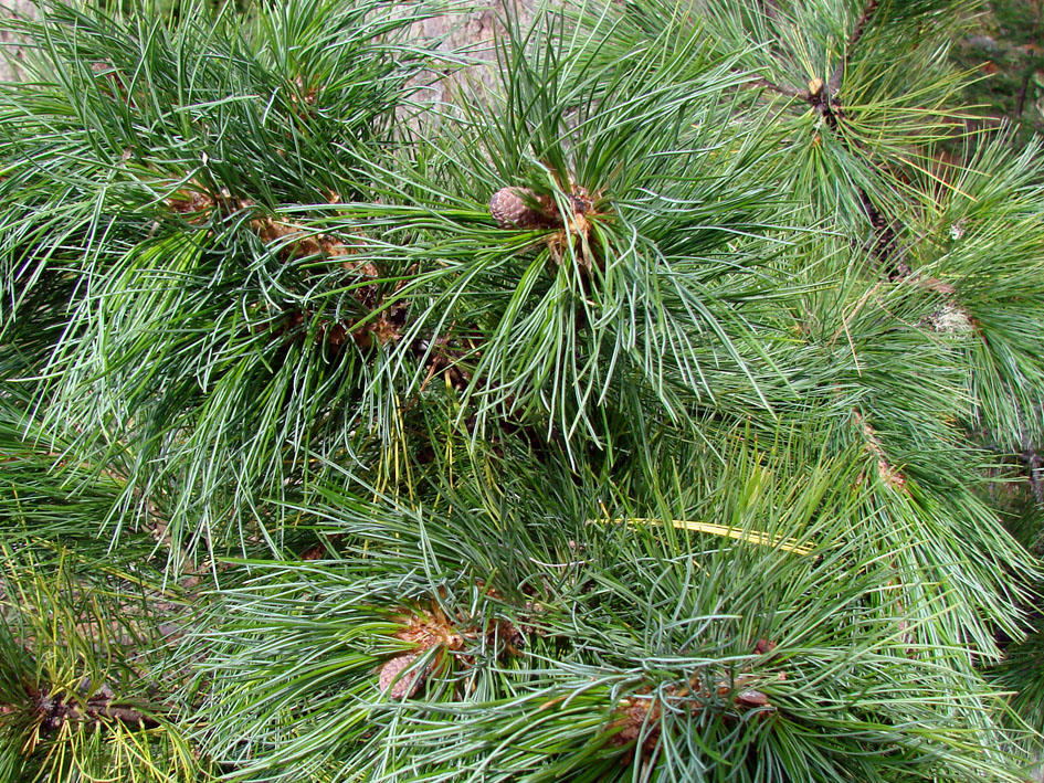 Изображение особи Pinus sibirica.