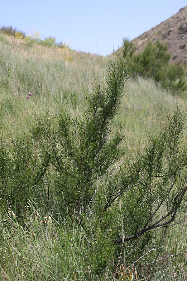 Image of Spiraeanthus schrenkianus specimen.