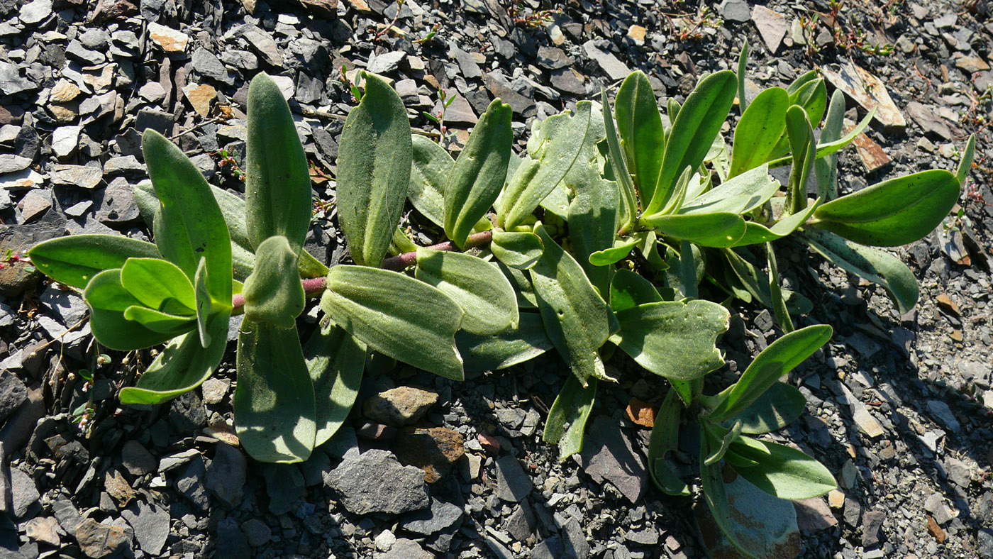 Image of Gypsophila perfoliata specimen.