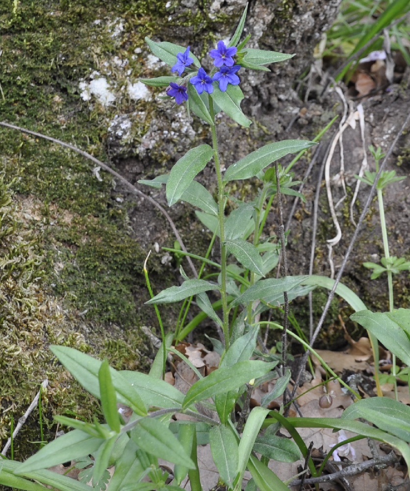 Image of Aegonychon purpureocaeruleum specimen.