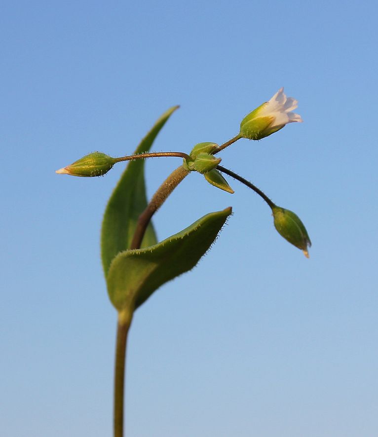 Image of Holosteum umbellatum specimen.