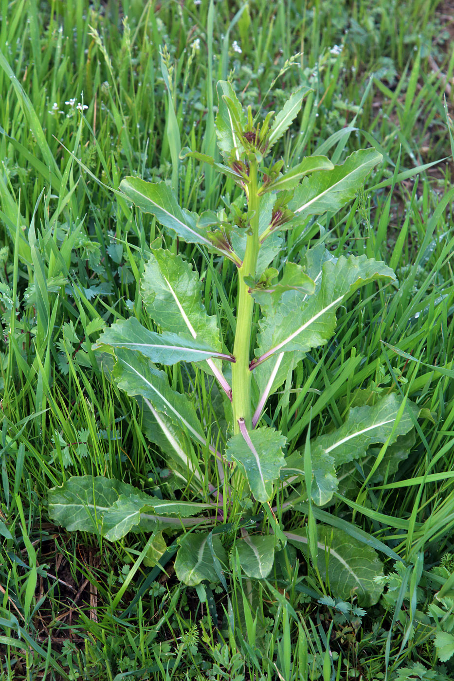 Image of Erucastrum armoracioides specimen.