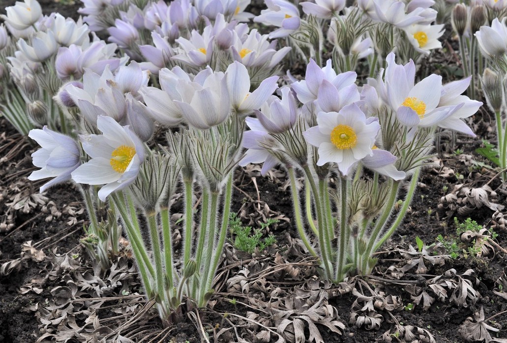 Изображение особи Pulsatilla patens.