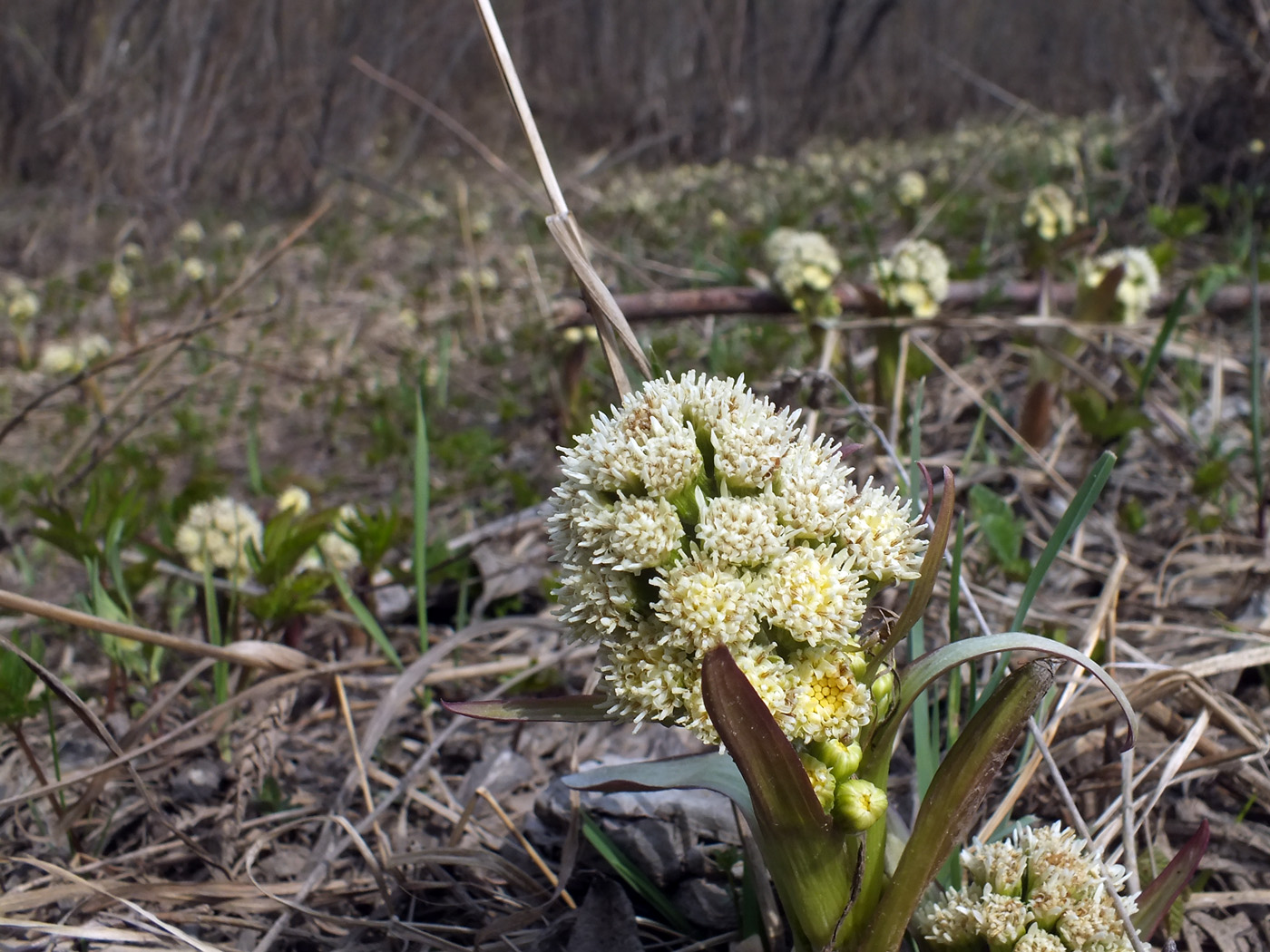 Изображение особи Petasites spurius.