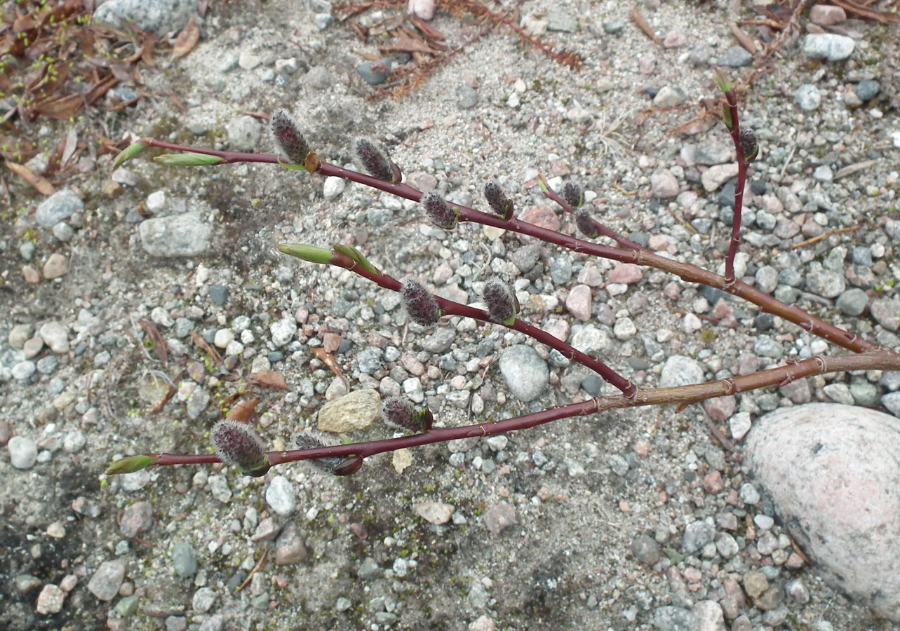 Image of genus Salix specimen.