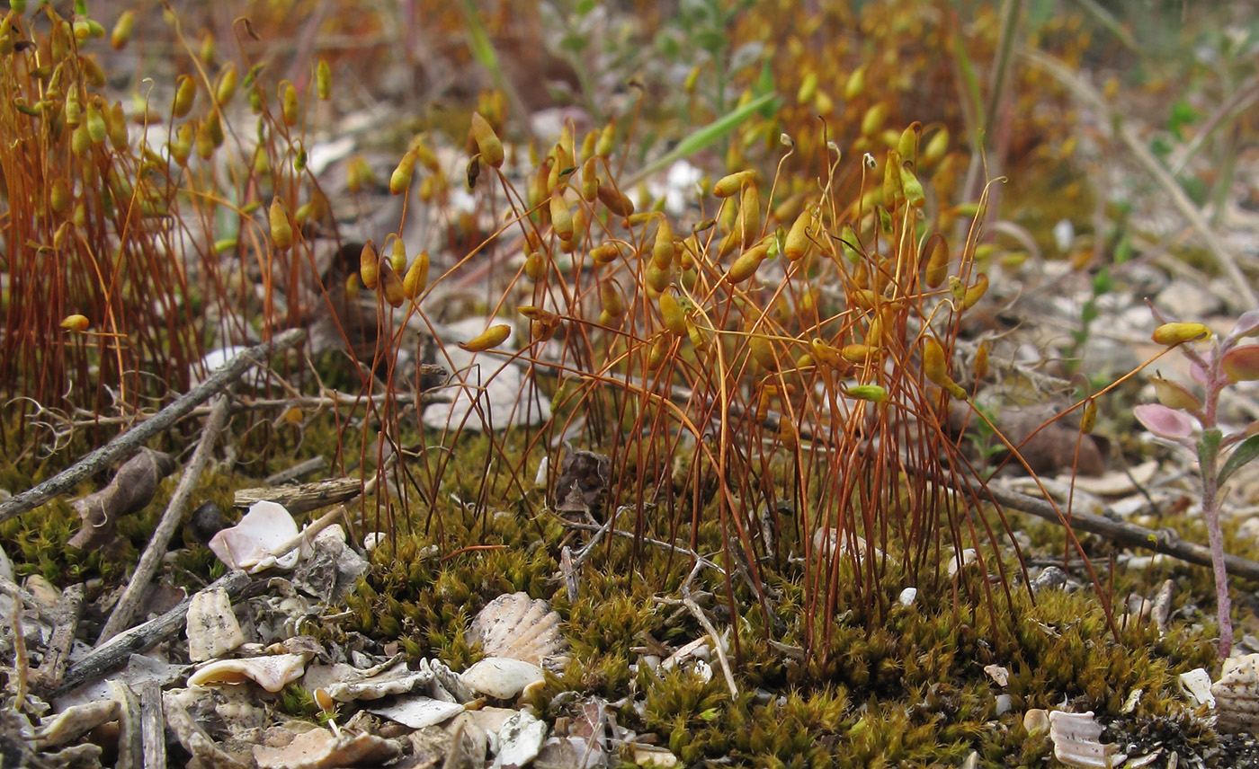 Image of genus Bryum specimen.