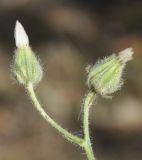 genus Crepis