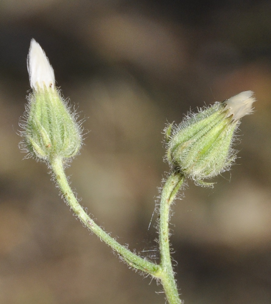 Изображение особи род Crepis.