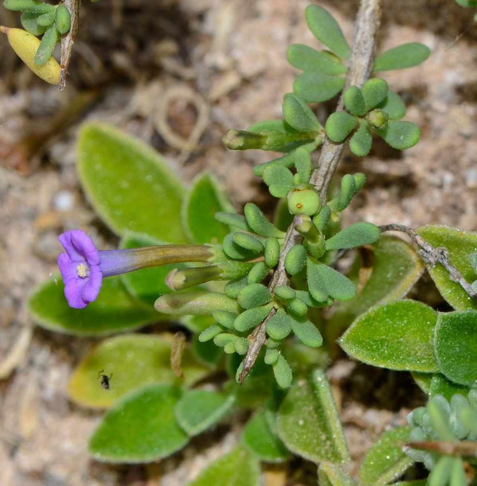 Image of Lycium intricatum specimen.