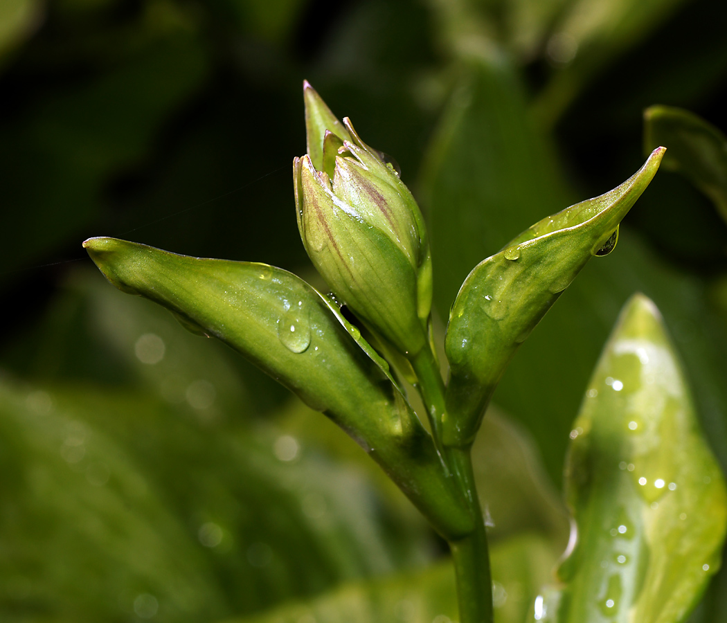 Изображение особи Hosta albomarginata.