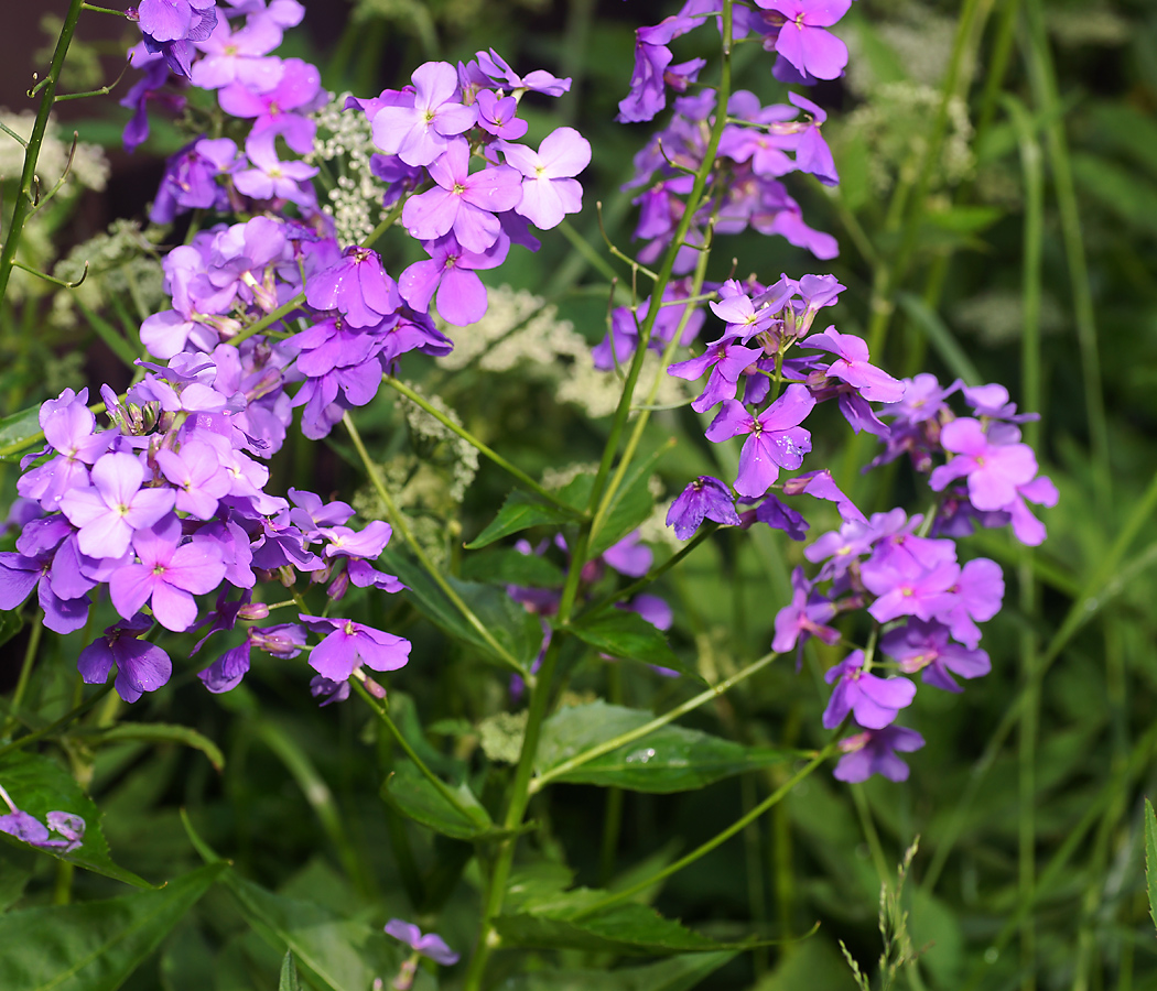 Изображение особи Hesperis matronalis.