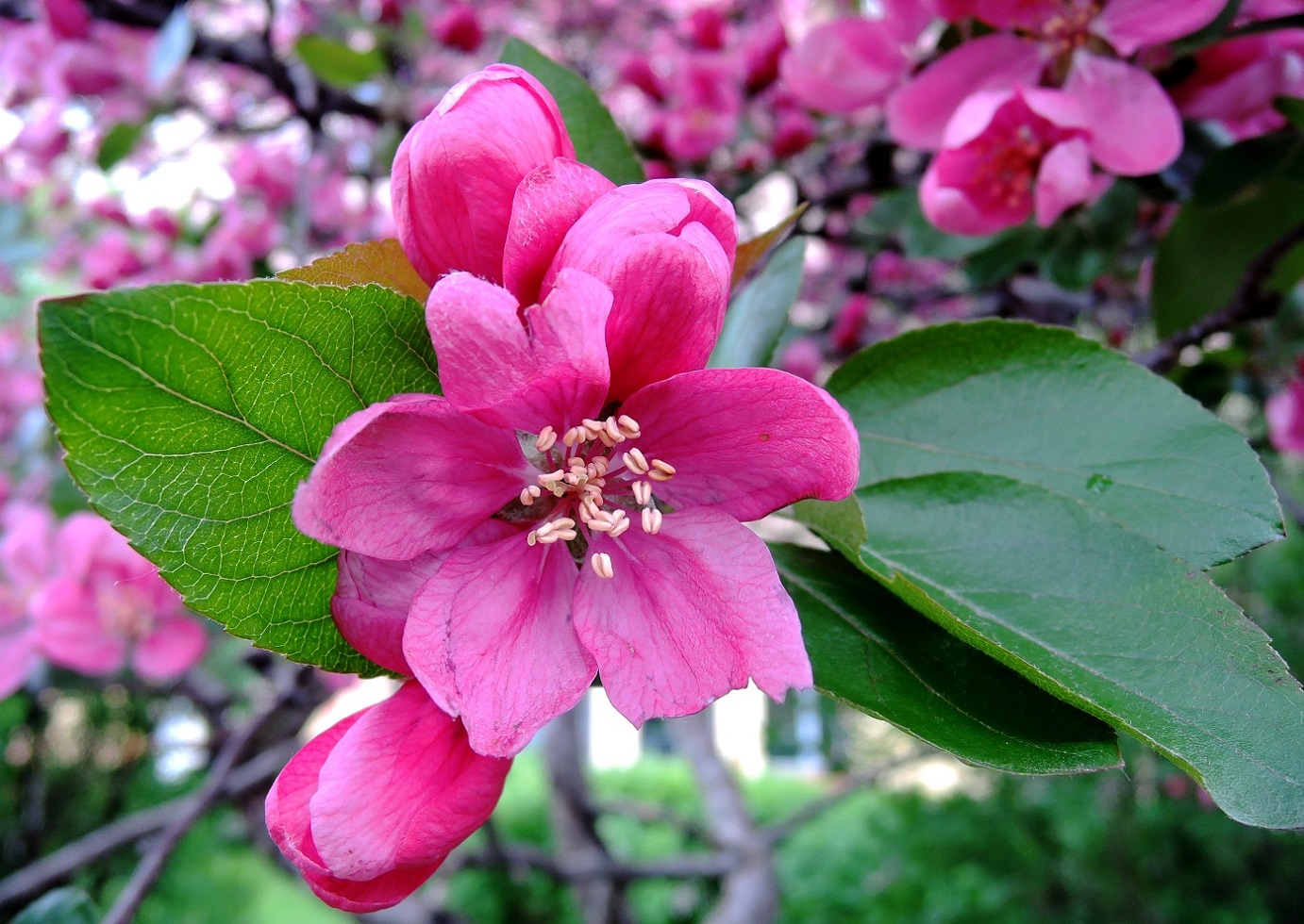 Image of Malus × purpurea specimen.