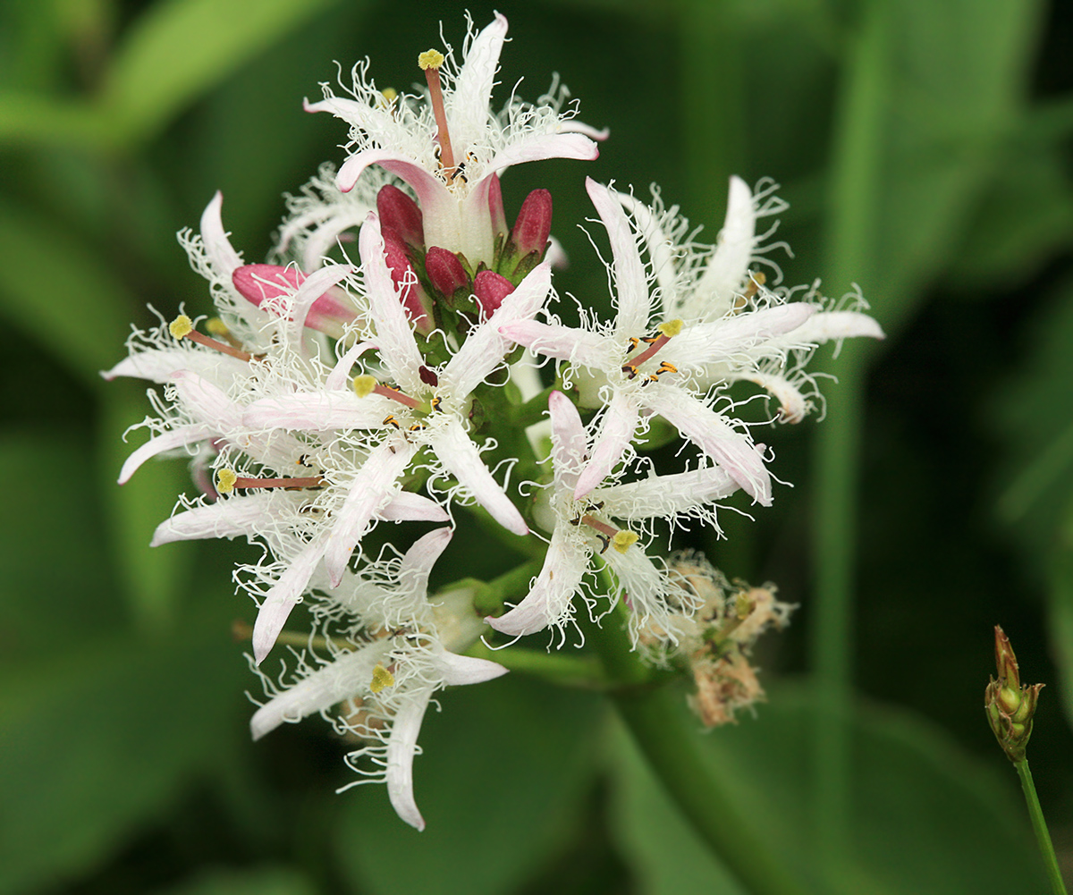 Image of Menyanthes trifoliata specimen.