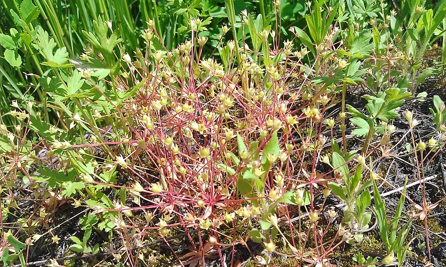 Image of Androsace elongata specimen.