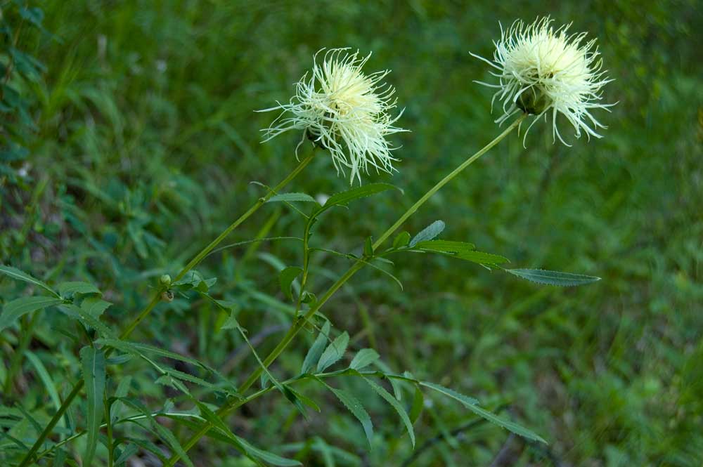 Изображение особи Rhaponticoides ruthenica.