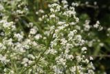 Galium rivale