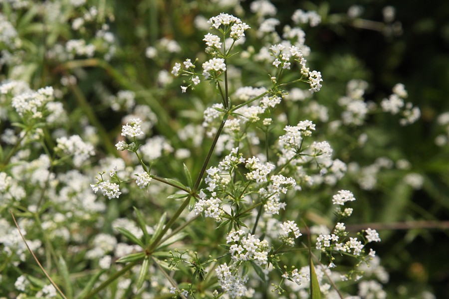 Изображение особи Galium rivale.