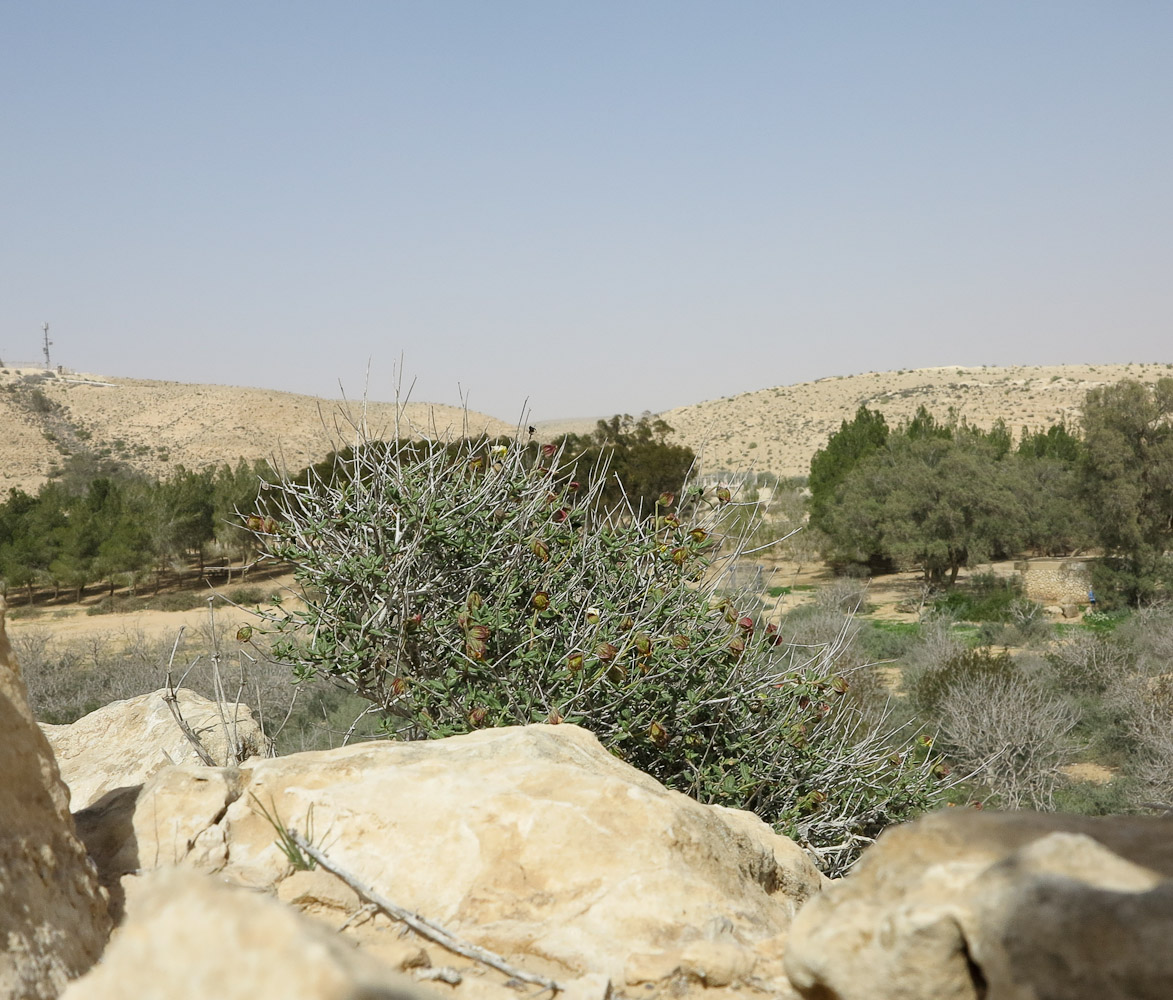 Image of Helianthemum ventosum specimen.