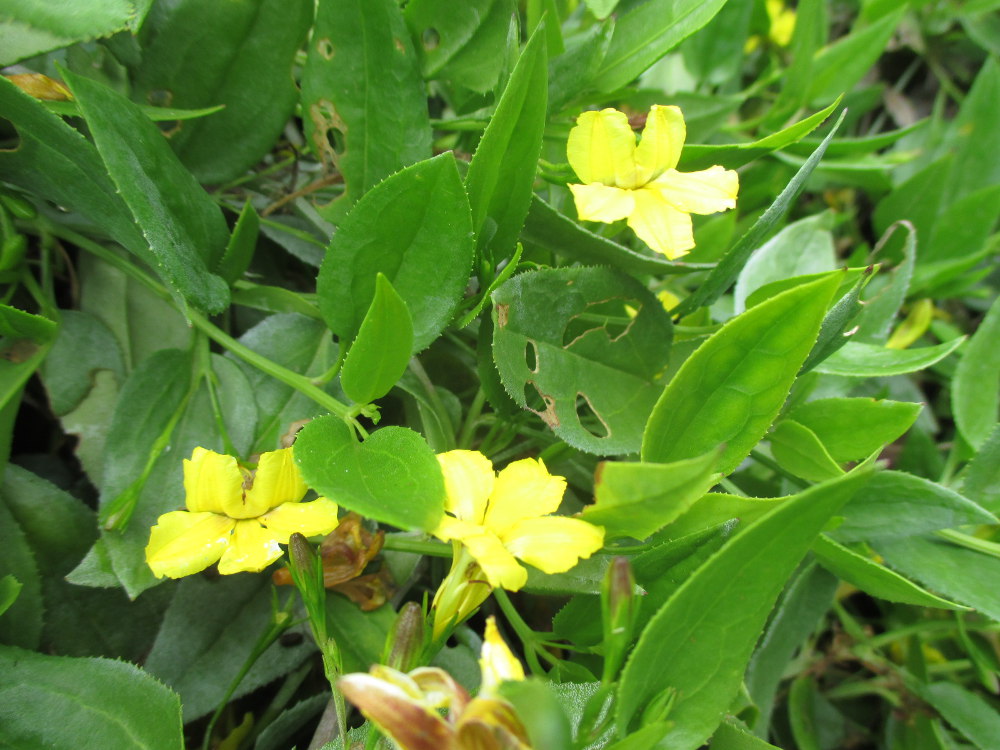 Image of Goodenia ovata specimen.