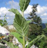 Asyneuma campanuloides