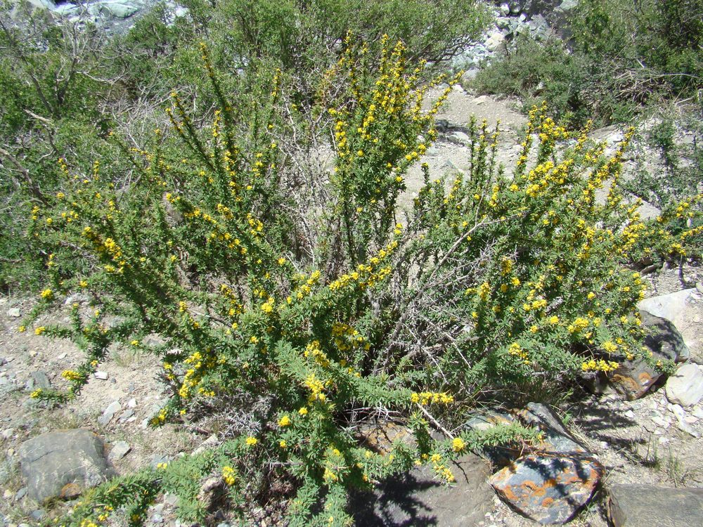 Изображение особи Berberis kaschgarica.