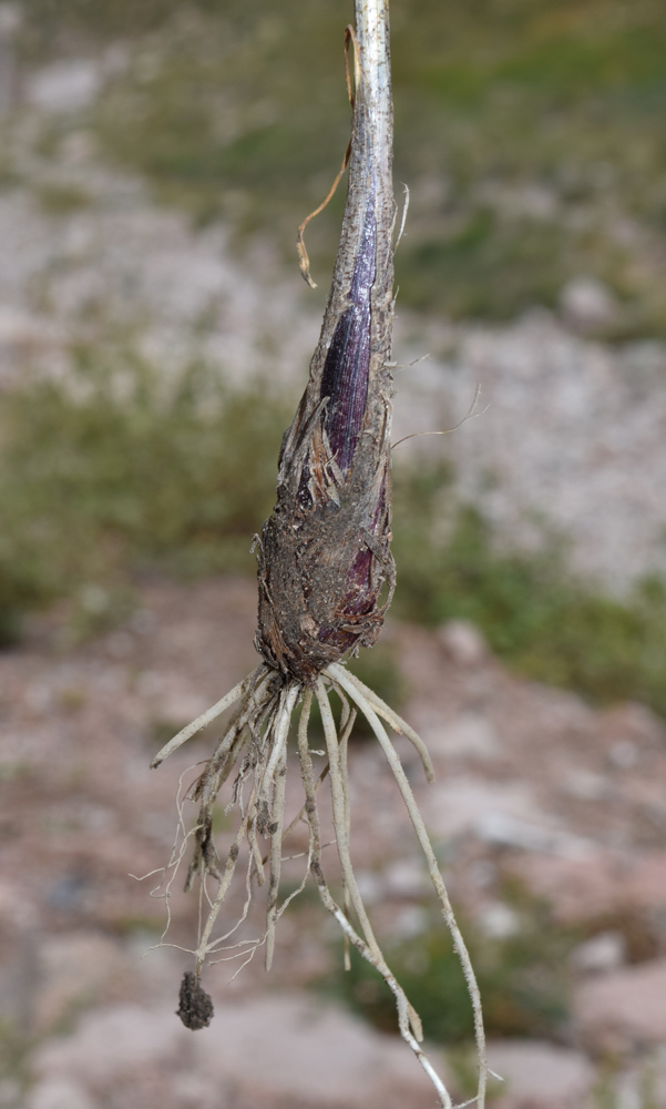 Изображение особи Allium marmoratum.