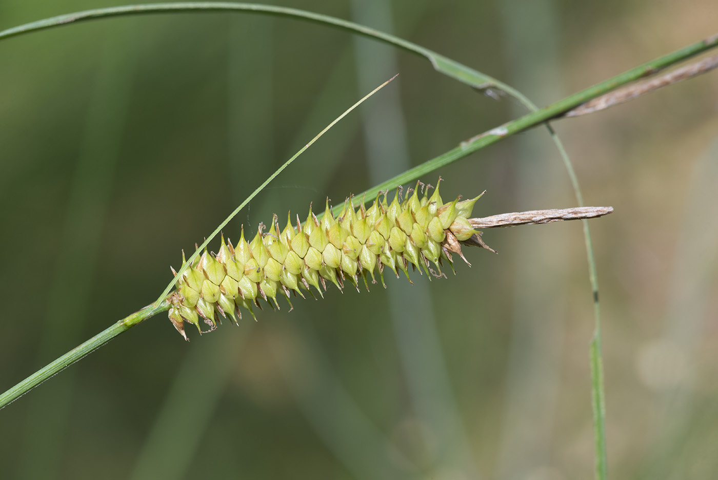 Изображение особи Carex rostrata.